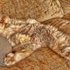 Qui il gattone sembra essersi fuso con il divano, e sembra anche stare abbastanza comodo