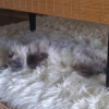 Quando si usa il gatto come un tappeto