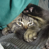 Stavolta il gatto sembra sia stato sorpreso in flagrante