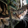 n bellissimo sguardo di un gatto mezzo mimetizzato
