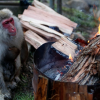 Un macaco alla ricerca di un po' di calore