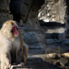 "Macaco dalla faccia rossa"