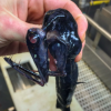 7. Pesce drago o pesce mandibola?