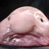 4. Il “pesce Blob”