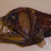 5. Pesce vipera