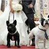 Cani protagonisti anche sull'altare, con tanto di cravatta
