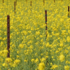 6) Il fiore di senape