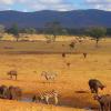 Gli ampi spazi della savana, ricchi di fauna locale