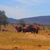 Una famiglia di elefenti nella savana