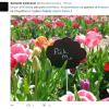 La distesa di tulipani vanta 250.000 bulbi di 183 varietà diverse. Solo la parte centrale del campo è dedicata alla raccolta!