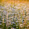 3. Le erbe aromatiche e le piante officinali