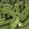 4. Nel nostro organismo ci sono più batteri che cellule