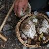 10. Pulire i funghi mantenendone intatto il sapore