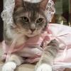 8. Neo-gatto