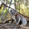 3. Ladri di koala 