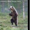8. Quest'orso sembra quasi muoversi a passo di danza