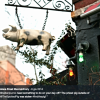 1. #findthepig