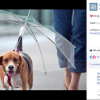 1. Dogbrella 