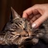 1. Perché i gatti fanno le fusa?