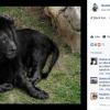 6. Leone nero