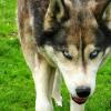 4. In 9 stati è permesso fare sesso con gli animali