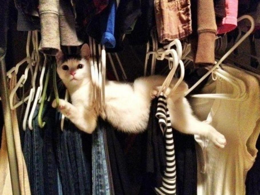 Festa Nazionale Del Gatto 