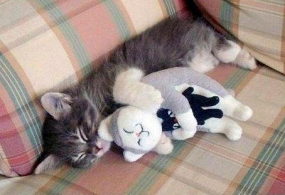 Festa Nazionale Del Gatto 