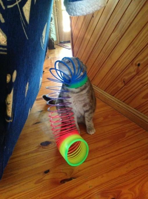Festa Nazionale Del Gatto 