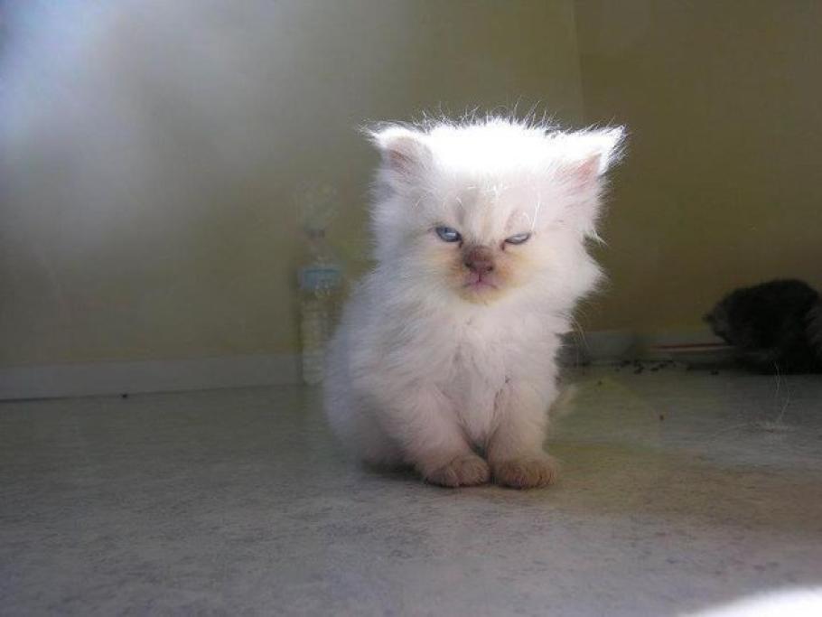 Festa Nazionale Del Gatto 