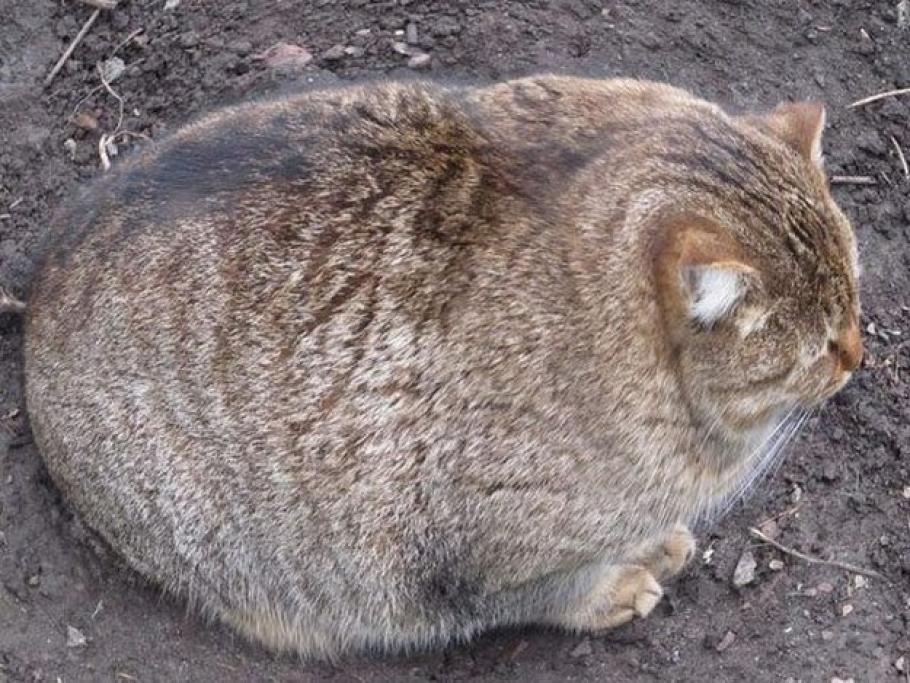 Festa Nazionale Del Gatto 