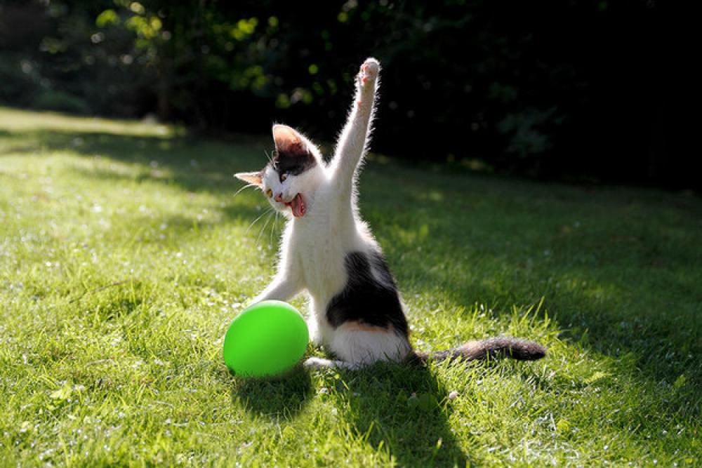 Festa Nazionale Del Gatto 