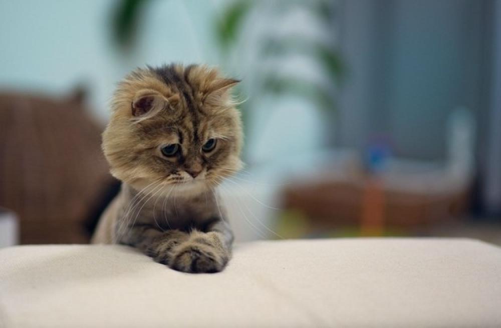 Festa Nazionale Del Gatto 
