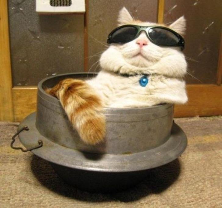 Festa Nazionale Del Gatto 