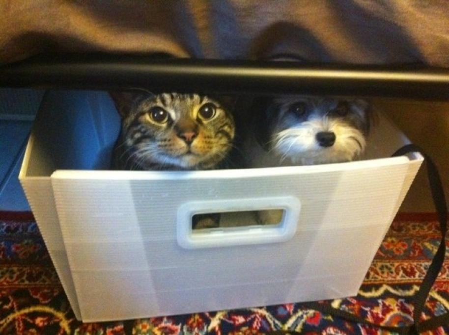 Festa Nazionale Del Gatto 