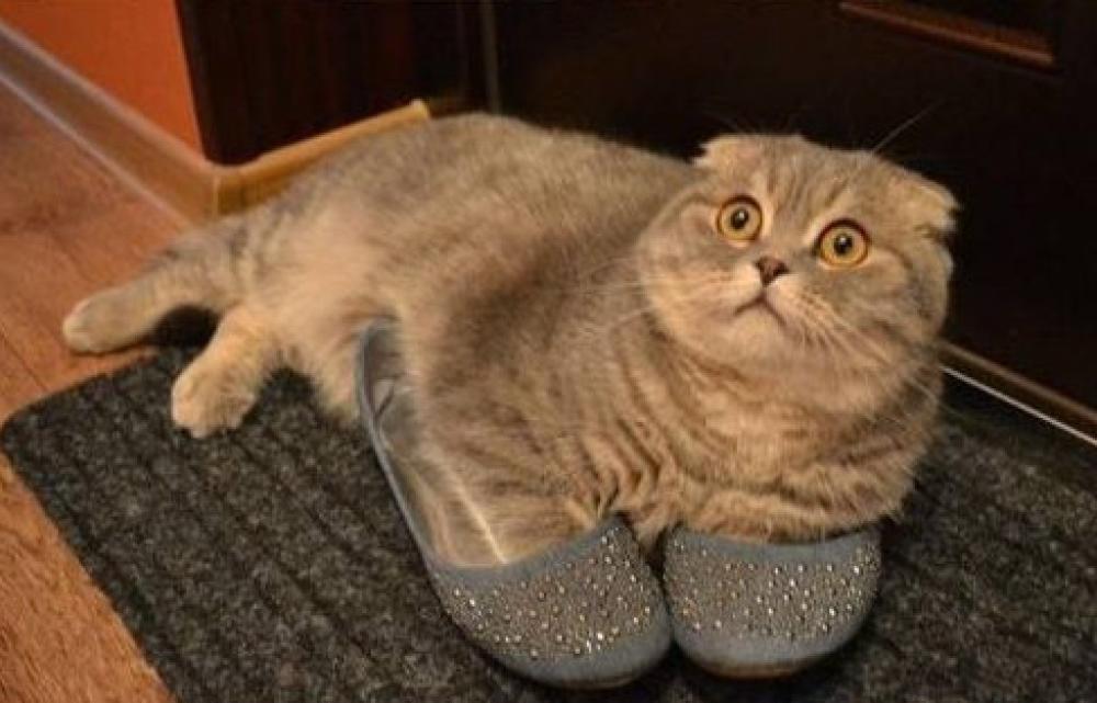 Festa Nazionale Del Gatto 