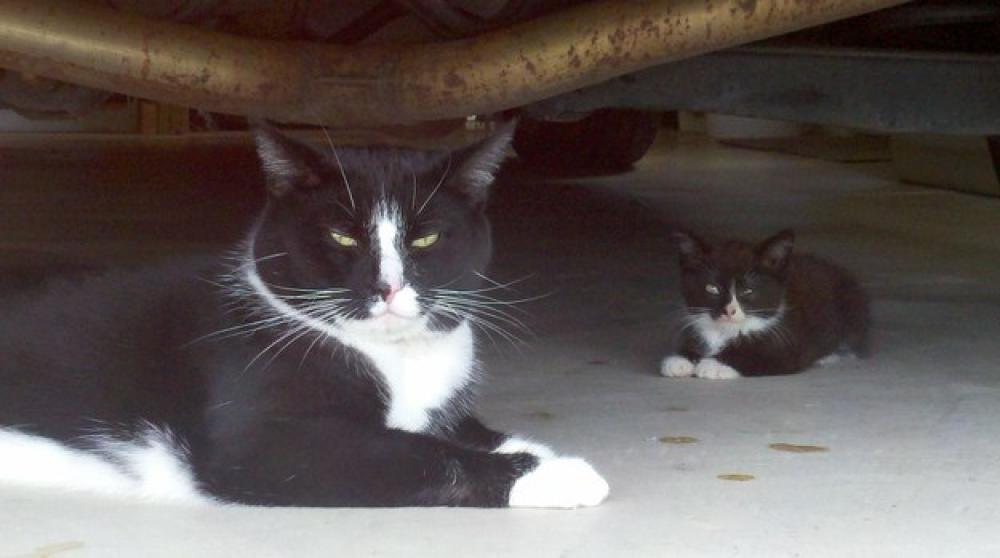 Festa Nazionale Del Gatto 
