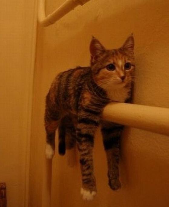 Festa Nazionale Del Gatto 