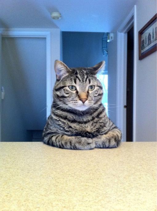 Festa Nazionale Del Gatto 