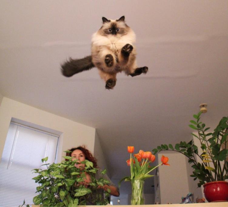 Festa Nazionale Del Gatto 