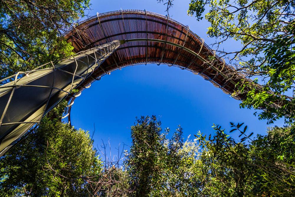 Canopy Walkway 