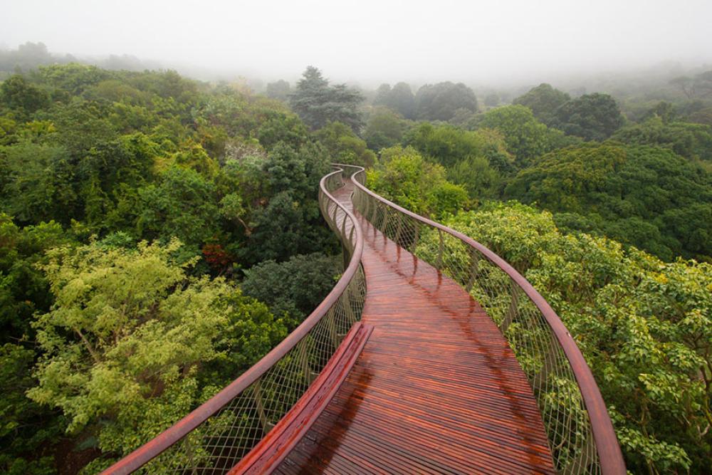 Canopy Walkway 