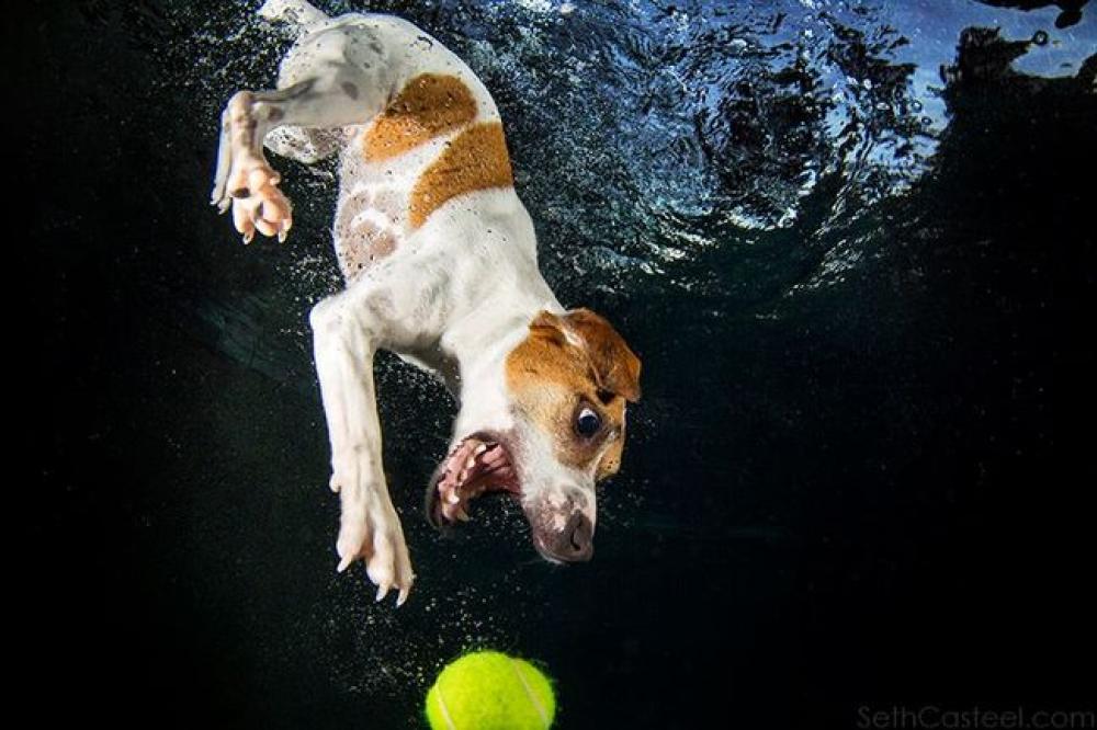Underwater Puppies