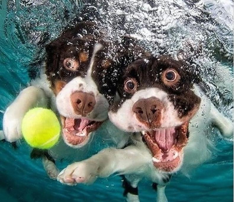 Underwater Puppies