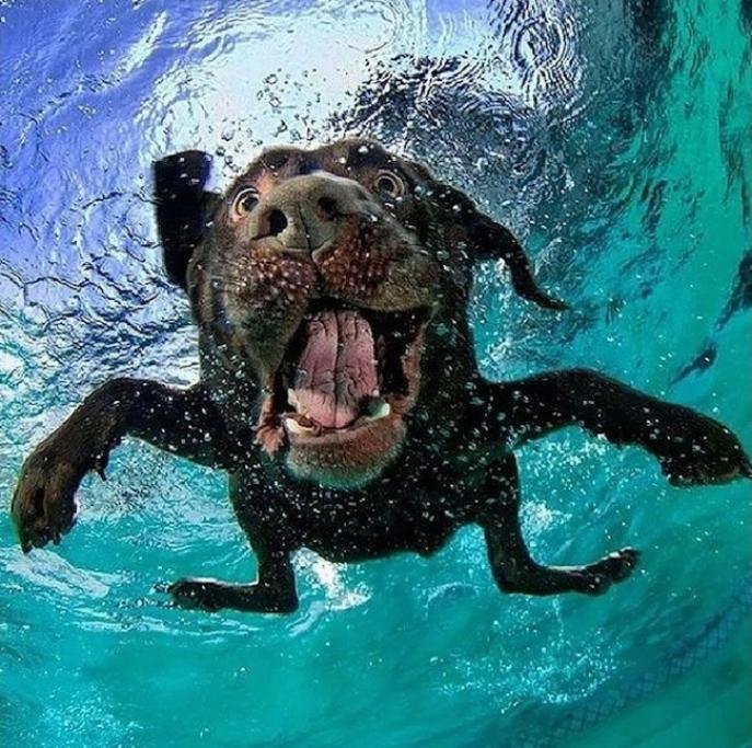 Underwater Puppies