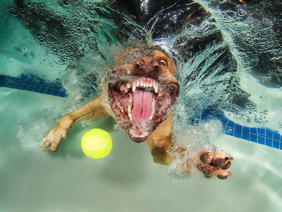 Underwater Puppies