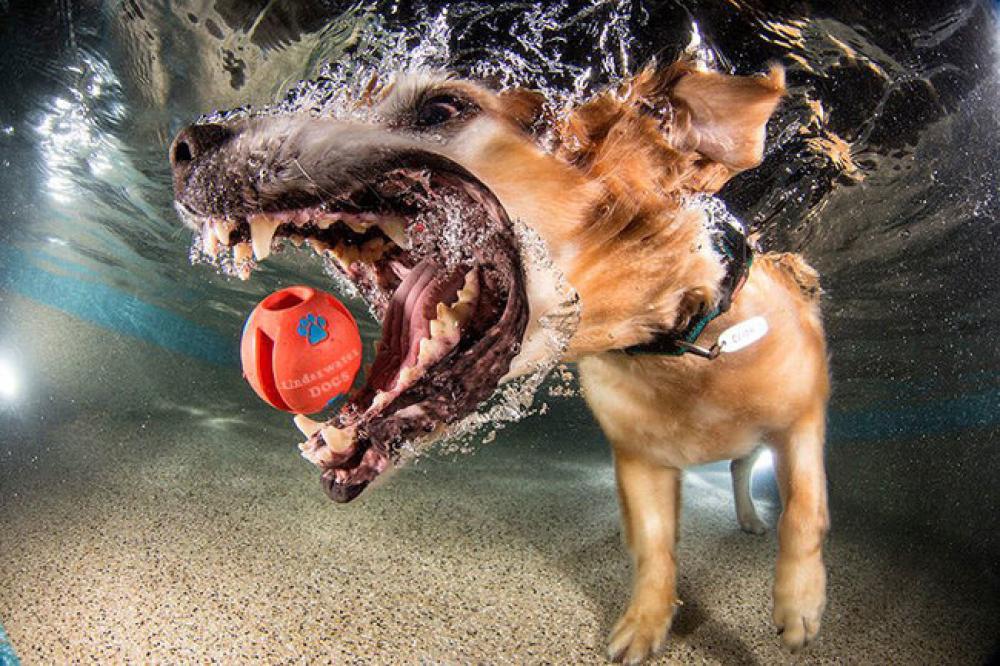 Underwater Puppies
