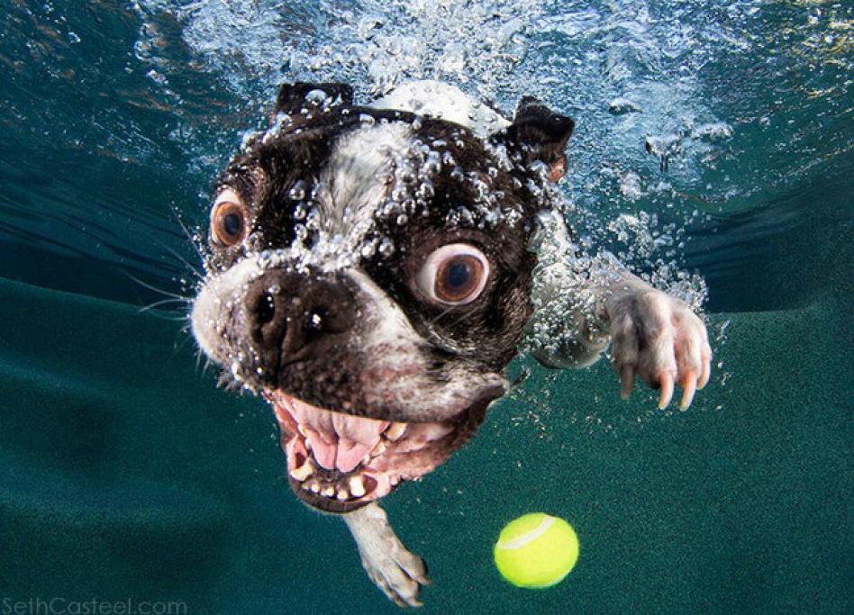 Underwater Puppies