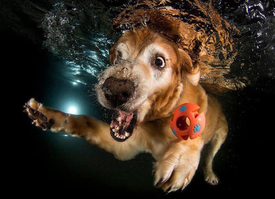 Underwater Puppies