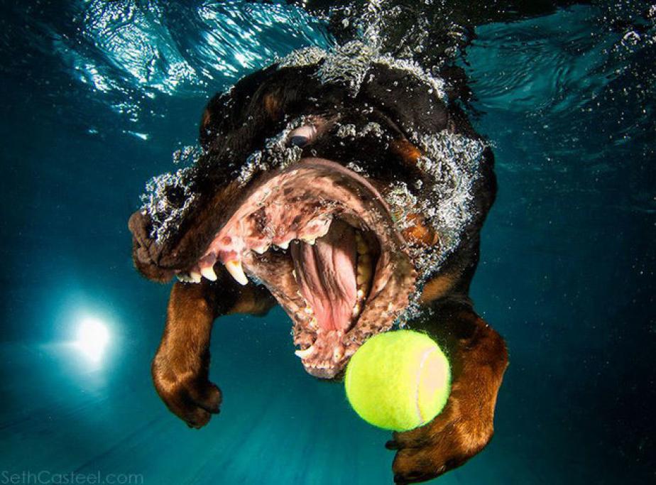 Underwater Puppies