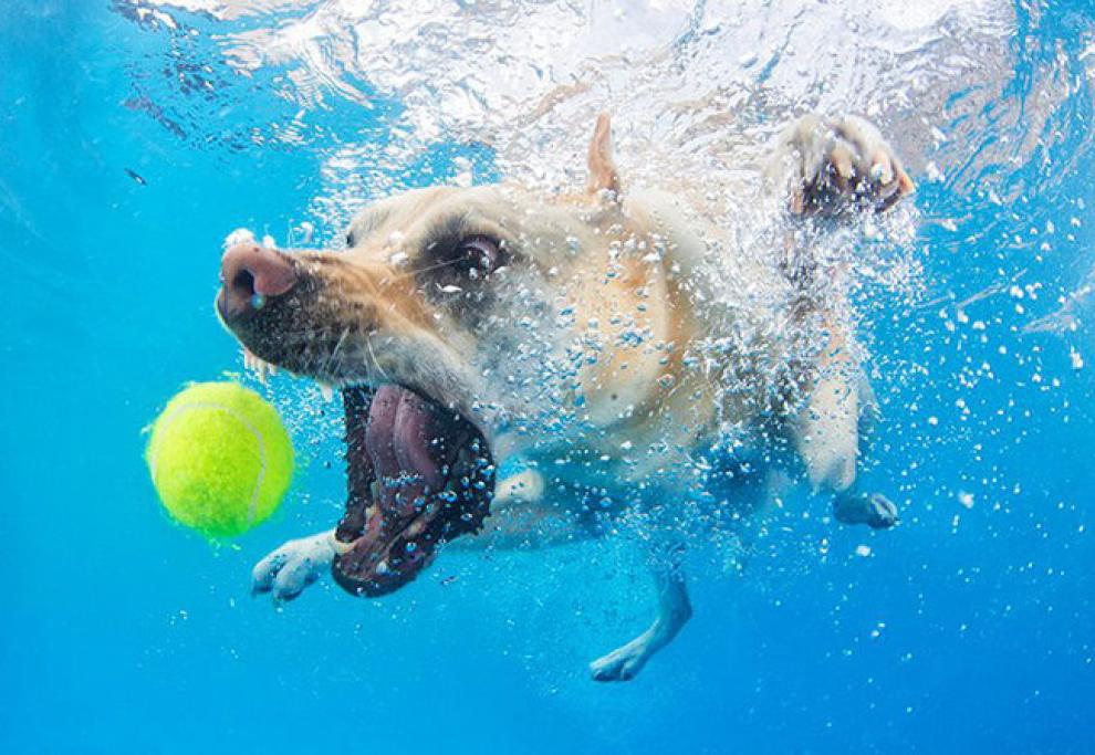 Underwater Puppies